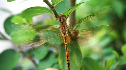 photo of a beautiful dragonfly perched on a jujube tree trunk, yellow dragonfly