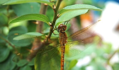 close up photo of a beautiful little dragonfly perched on a jujube tree trunk
