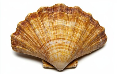 Obraz premium Seashell on a clean white background 