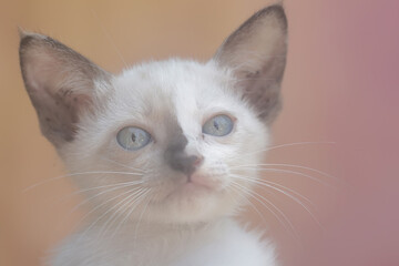 The cute and adorable expression of a one-month-old kitten. This mammal, which is often used as a pet, has the scientific name Felis catus.