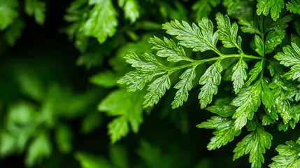 Fototapeta premium Close-up of vibrant green leaves with a soft, blurred background.