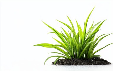 plant on a clean white background