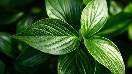 Close-up of vibrant green leaves with visible veins, illuminated by sunlight.