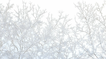 Winter Tree Branches Background