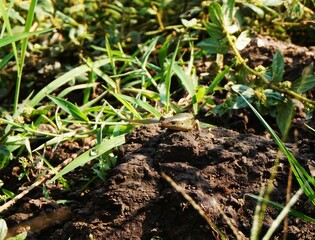 unique and cute lizard photos on rocks, garden lizards