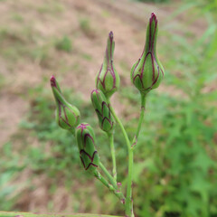 日本で秋にアキノノゲシがクリーム色の花を咲かせています