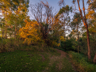 Fototapeta premium Autumn Tree in Morning Light