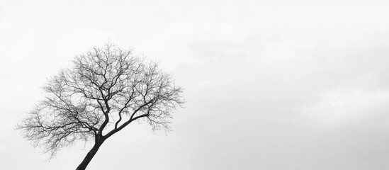 Obraz premium The outline of a leafless tree against a light sky with clouds. with copy space image. Place for adding text or design