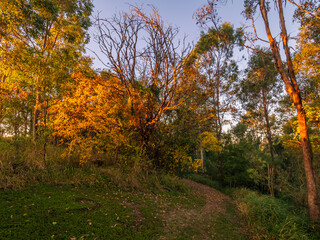 Fototapeta premium Autumn Tree in Morning Light