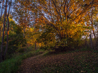 Obraz premium Autumn Tree in Morning Light