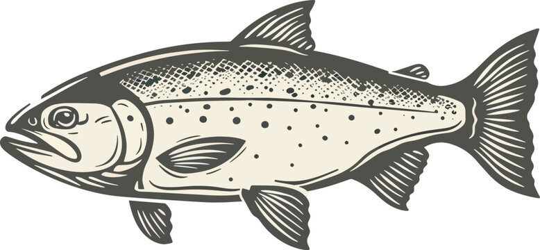 Vintage Illustration Style Salmon Fish Icon Design Idea For Fishing Logo Seafood Restaurant Menu Or Emblem Template Fresh Aquatic Animal Wildlife Nature Concept