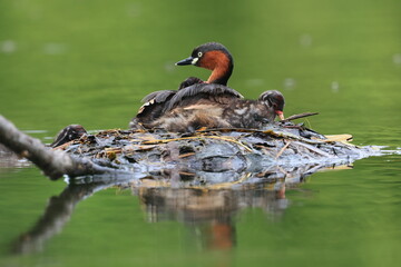 The little grebe , also known as a dabchick, is a member of the duck family. It lives and feeds in marshes or swamps and can be found throughout Thailand.