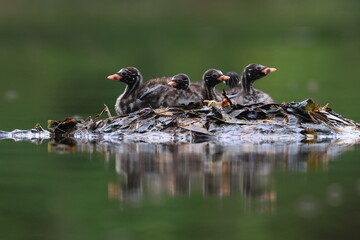 The little grebe , also known as a dabchick, is a member of the duck family. It lives and feeds in marshes or swamps and can be found throughout Thailand.