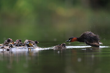 The little grebe , also known as a dabchick, is a member of the duck family. It lives and feeds in marshes or swamps and can be found throughout Thailand.
