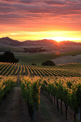 Fototapeta premium Grape field growing for wine. Vineyard hills. Summer scenery with wineyard rows 