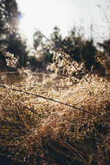 Morgentau im hohen Gras