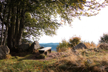 Sitzbank unter einem Baum im Hebrst