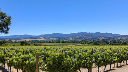 Fototapeta premium beautiful Grape field growing for wine yard summer 