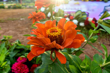 A vibrant orange Zinnia, also known as youth-and-age, blooms in warm sunlight at Lalbagh Botanical...