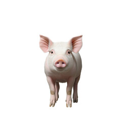Fototapeta premium Pink piglet standing upright with ears perked on transparent background