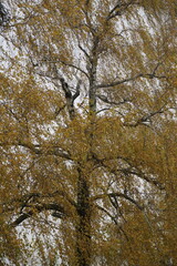 Autumn. A large tall tree in autumn attire. Birch, all in yellow foliage. Background
