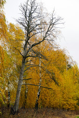 Autumn White birch trunks and yellow foliage. Dense thickets. Dry dead tree, thick trunk. Cloudy day.