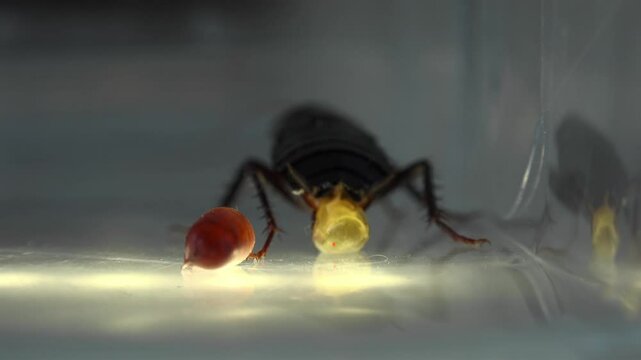 Huge cockroach captive in artificial transparent environment, gives birth to a capsule, artificial lighting