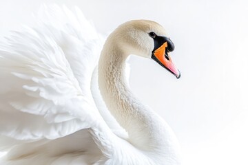 A majestic white swan spreads its wings in a natural setting