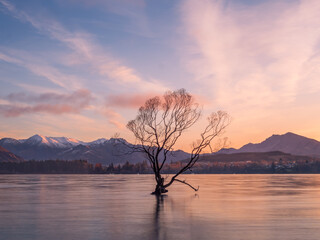 Wanaka Tree Morning Long Exposure