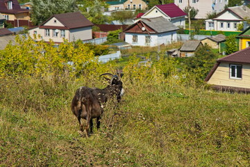 Domestic goats free-ranging in the village.