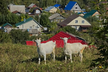 Domestic goats free-ranging in the village.