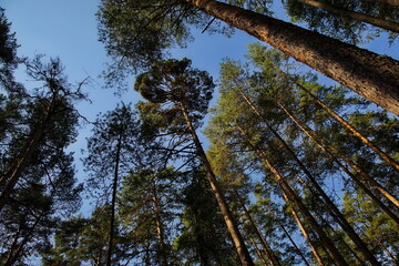 Tree crowns in a morning pine forest