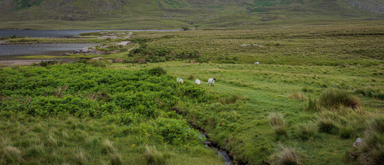 Glenummera, Ireland - June 29 2024 