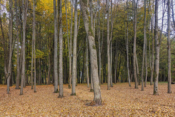 Autumn trees with colorful foliage and fallen leaves blanket the forest floor in a tranquil...