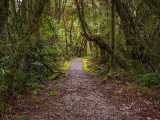 path in the rainforest New Zealand