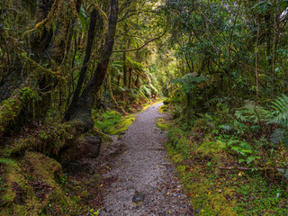 Rainforest West Coast New Zealand
