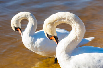 white young swans in lake with blue dark background with sun rays