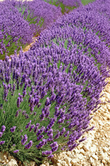 Obraz premium Breathtaking Lavender Fields in Full Bloom at Sunset – Idyllic Purple Flower Landscape for Serenity, Nature Photography, and Aromatherapy Inspiration