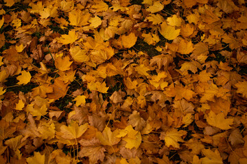 autumn leaves