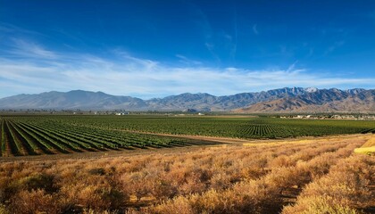 landscape with vineyard