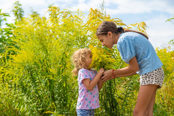 Child in ragweed flowers allergy. Selective focus.