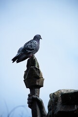 Portrait of pigeon sitting on monument