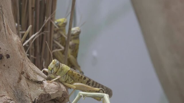 Mimic insects that hide among leaves and twigs