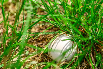 Biały okrągły grzyb purchawka rosnący w gęstej trawie © Paweł Kacperek