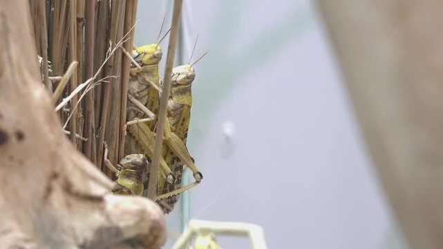 Mimic insects that hide among leaves and twigs