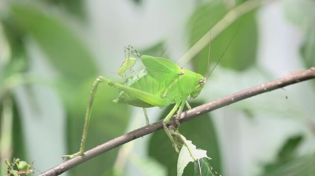 Mimic insects that hide among leaves and twigs