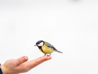 Fototapeta premium A tit sits on a man's hand and eats seeds.