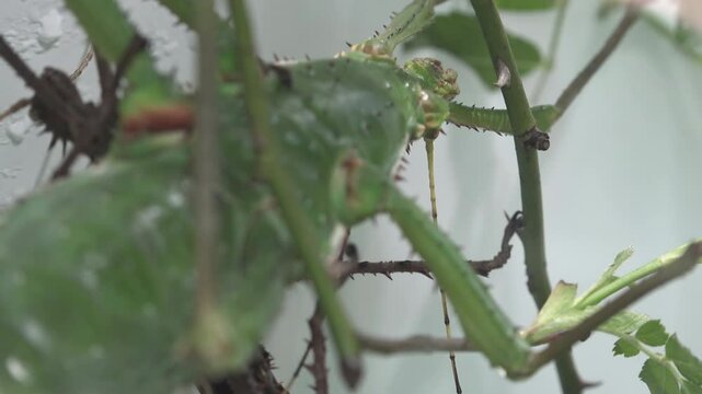 Mimic insects that hide among leaves and twigs