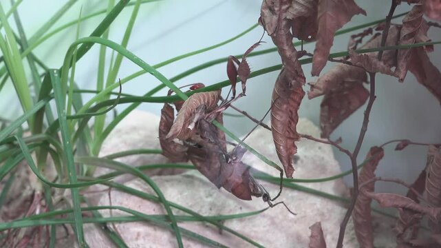 Mimic insects that hide among leaves and twigs