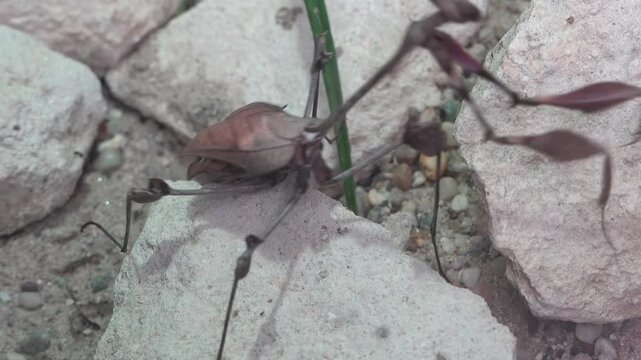 Mimic insects that hide among leaves and twigs